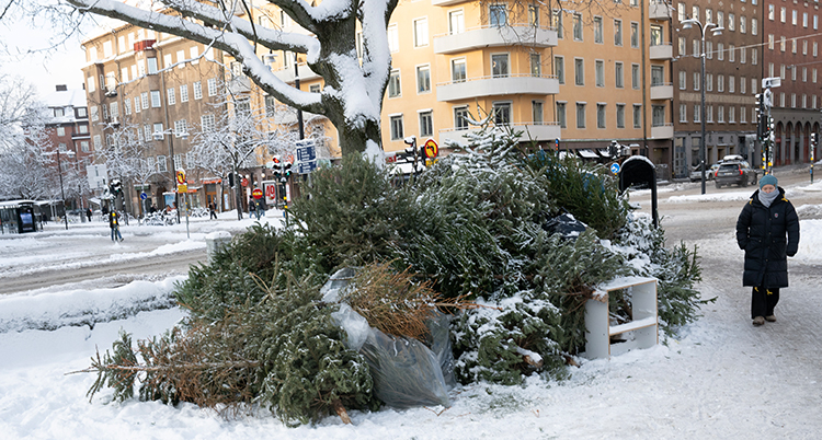 Granar ligger i en hög. Det är snö på marken.