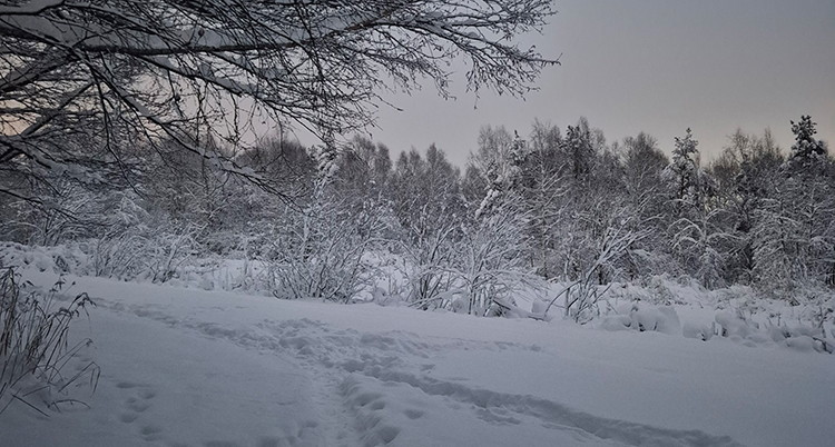 Det är mycket snö på marken. Det är också lite snö på träd och buskar.