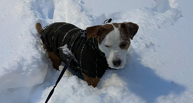 En hund i koppel som står i djup snö.