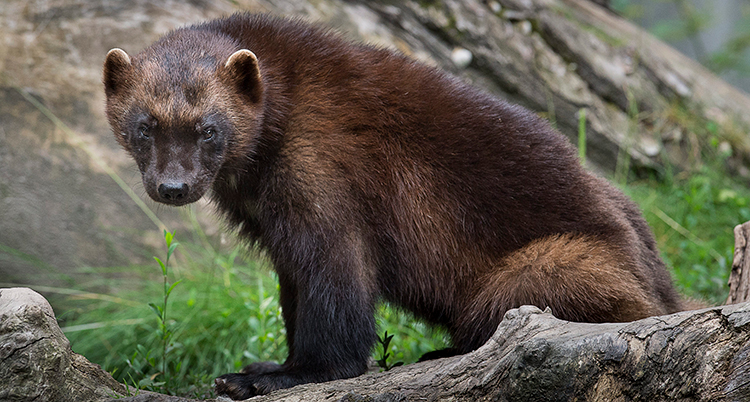 Ett djur med mörkbrun päls. Den tittar in i kameran.