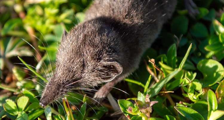 En liten mus med lång nos.