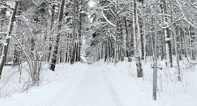 En gångväg genom skogen. Det är snö på marken och på träden.