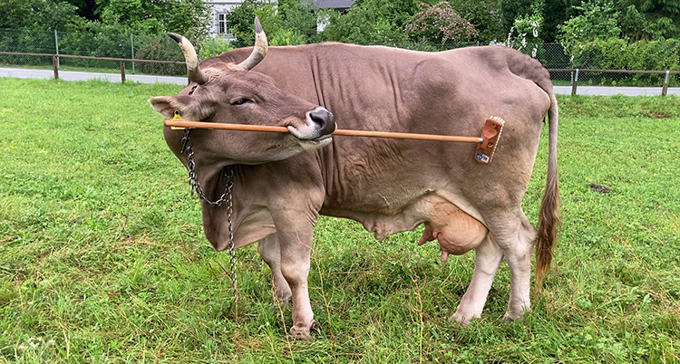En ko står på gräs. Den håller en borste med munnen och riktar den mot baken.