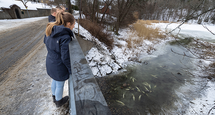 Några människor står på en bro och tittar ner mot en sjö. Där har gäddor frusit fast i isen.