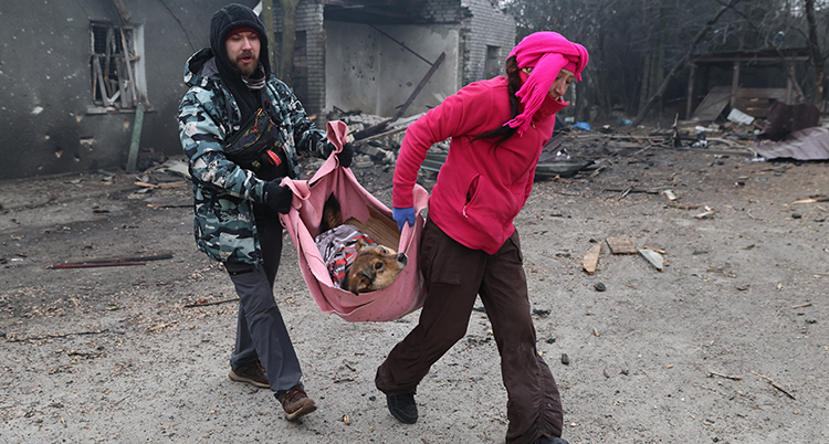 Två personer bär en hund i ett tygstycke.