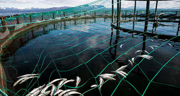 Döda laxar flyter i en bassäng. I bakgrunden syns vatten och höga berg.