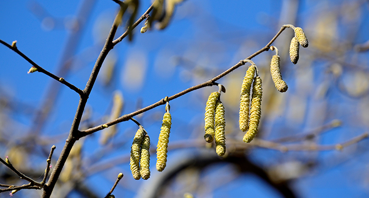 En närbild på en gren på trädet björk. Där hänger små klasar med pollen.