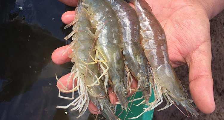 Foto: Sergio Zimmermann