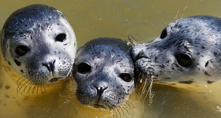 Tre sälar tittar in i bilden.