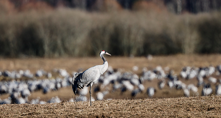 En stor gråaktig fågel.