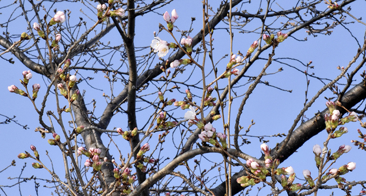 Japan Cherry Blossoms
