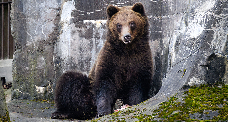 En björn sitter på berget. Den tittar in i kameran.