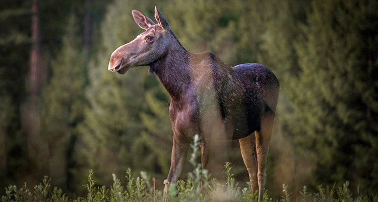 En älg utan horn som står på en myr.