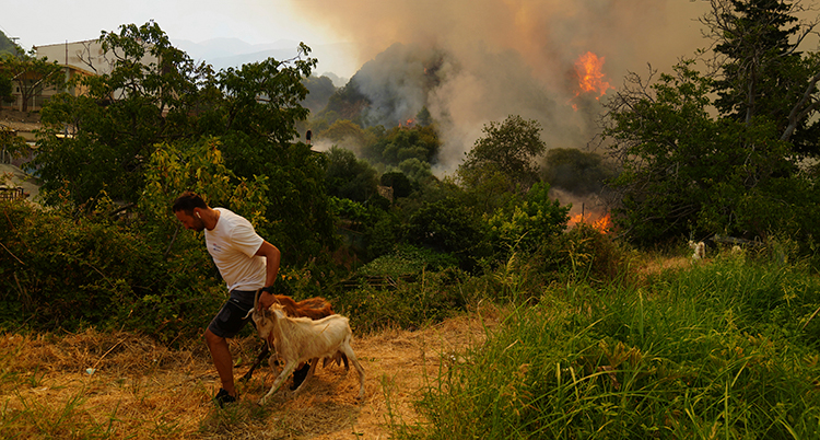 En man med hund går från en brinnande skog.