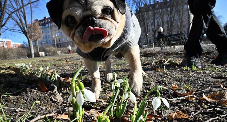 En hund av sorten mopps och snödroppar.