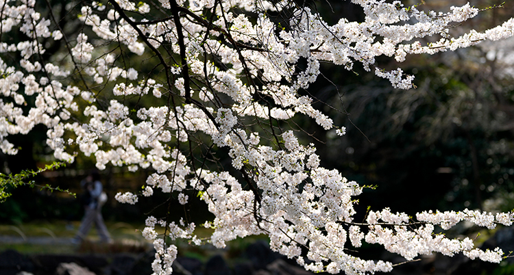Ett träd som blommar med vita blommor.