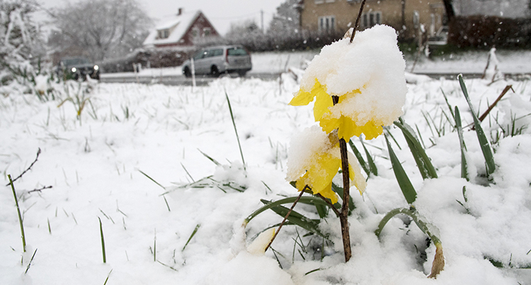 En gul blomma. Det har snöat på den och på marken. Längre bort kör bilar.