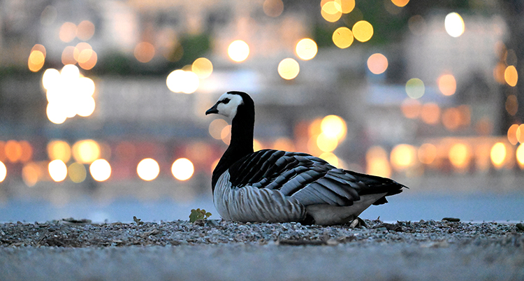 Gåsen sitter på kajen vid vatten i Stockholm.