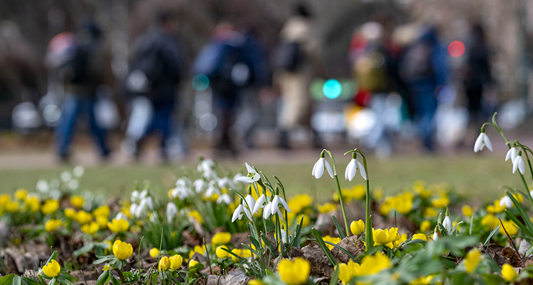 Blommorna växer i en park. Bakom syns människor.