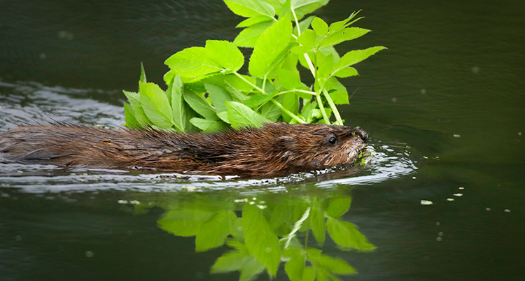 Den simmar med ett blad i munnen.