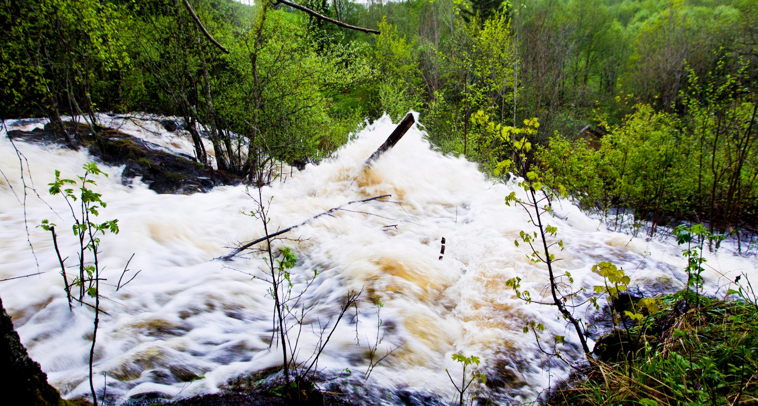 En liten vårflod brusar fram i skogen.
