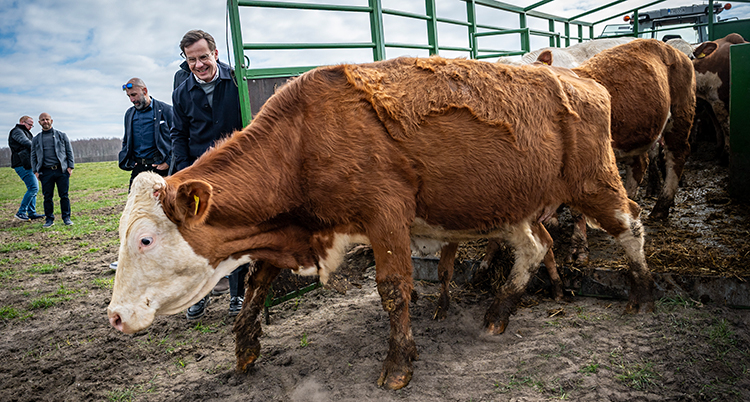 En stor brun ko går ut från en bur. Kristersson tittar på, han skrattar.