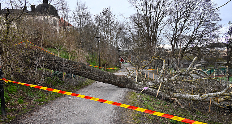 Ett träd ligger över en väg.