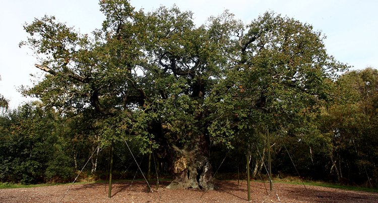 Shrinking Sherwood