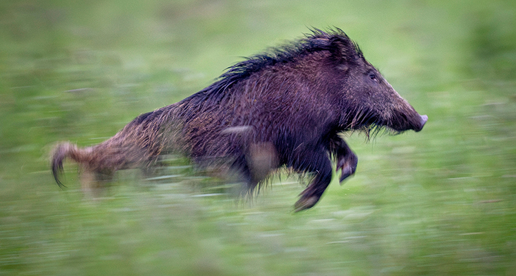 Ett vildsvin som springer i högt gräs.