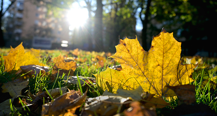Solen lyser genom ett löv på en gräsmatta. Längst bak i bilden syns ett hus med lägenheter.