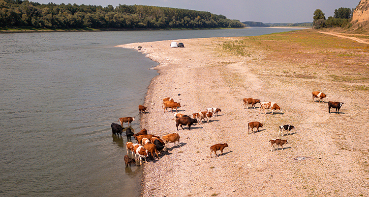 Kor står på en strand. Det är bara lite vatten i floden.