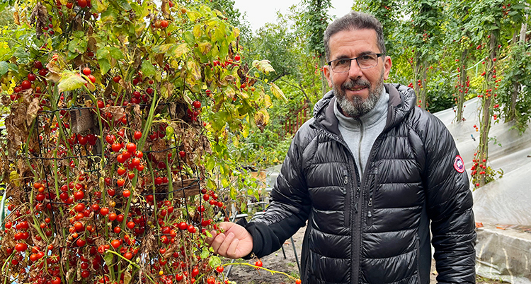 tomatmannenNY kopiera