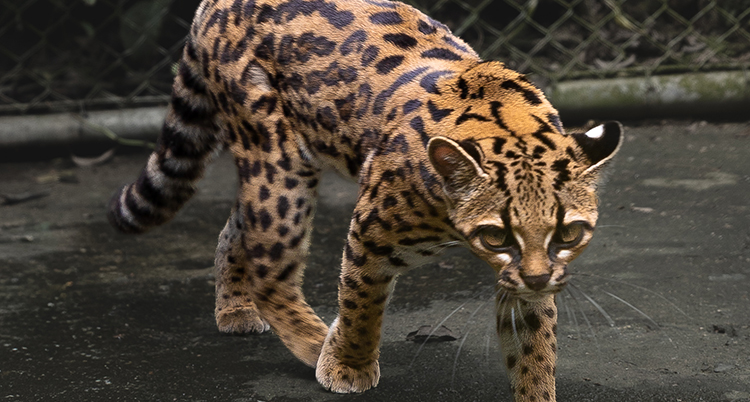 En liten katt med rundade öron, stora ögon och leopardprickig päls.
