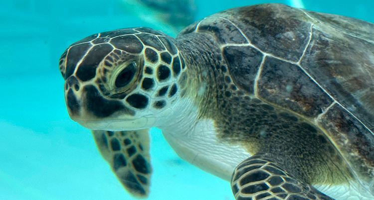 Cold-Stunned Turtles