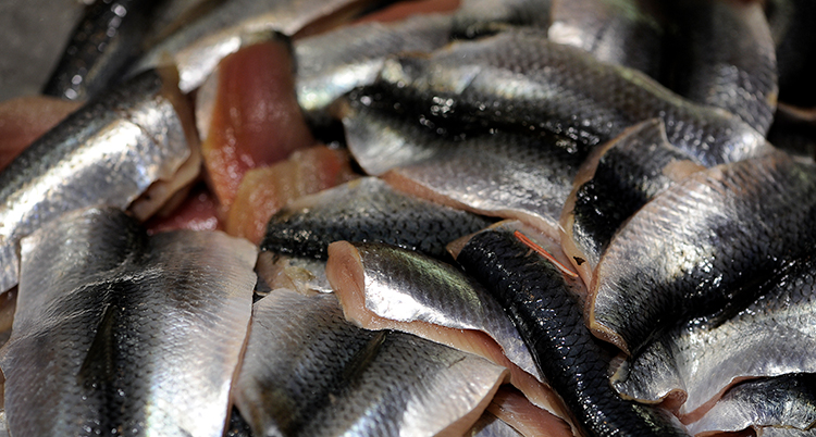 Många fiskar av sorten strömming.