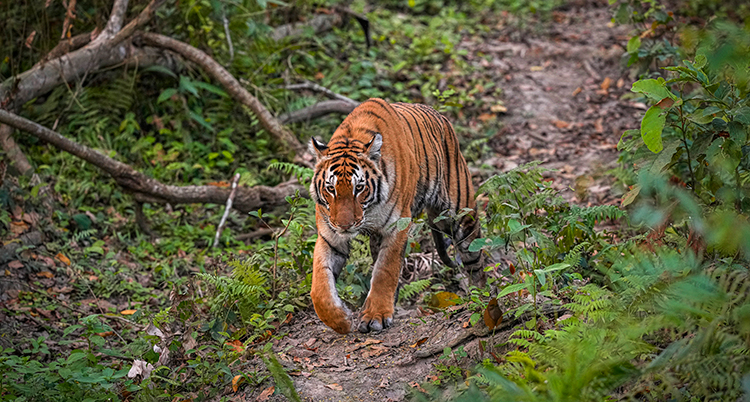 En tiger går på en stig i en skog.